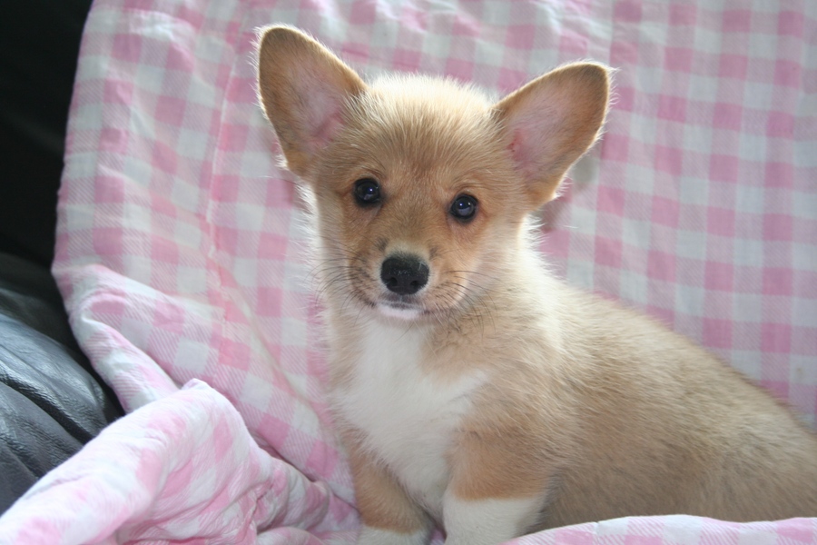 Puppies